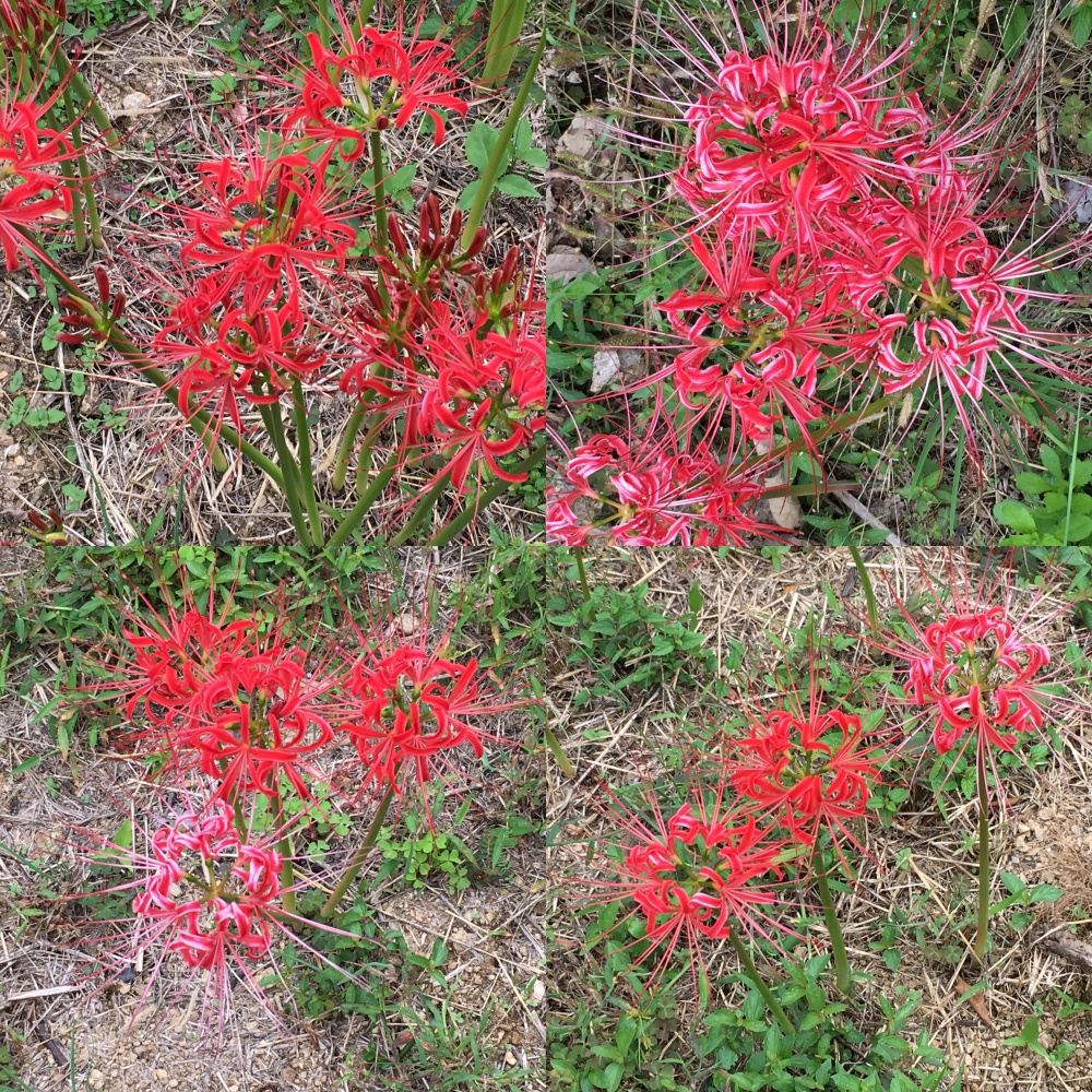 彼岸花 球根 500個 【公式通販】